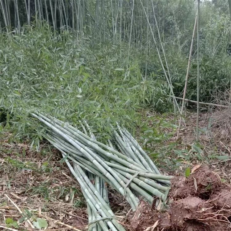 钢竹