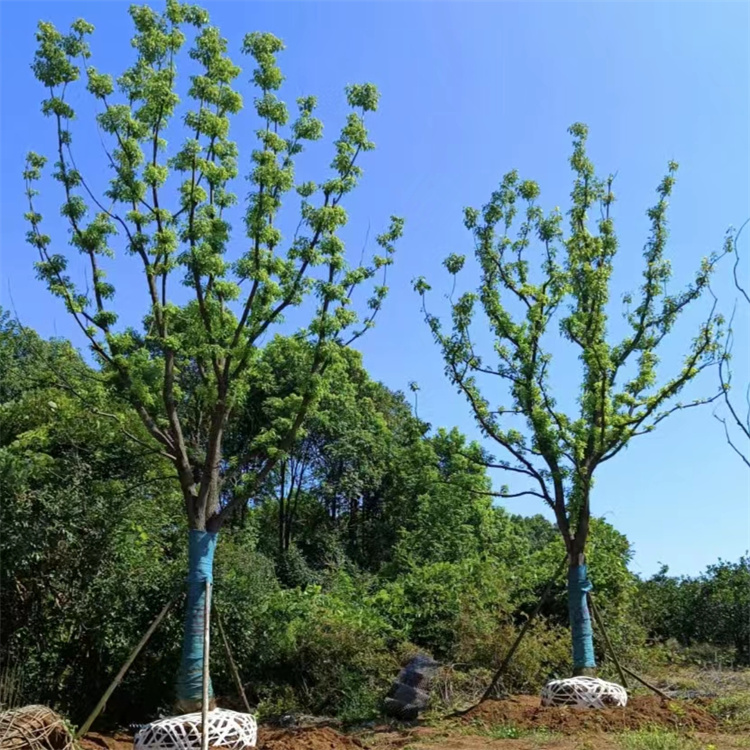 香樟树6-35公分