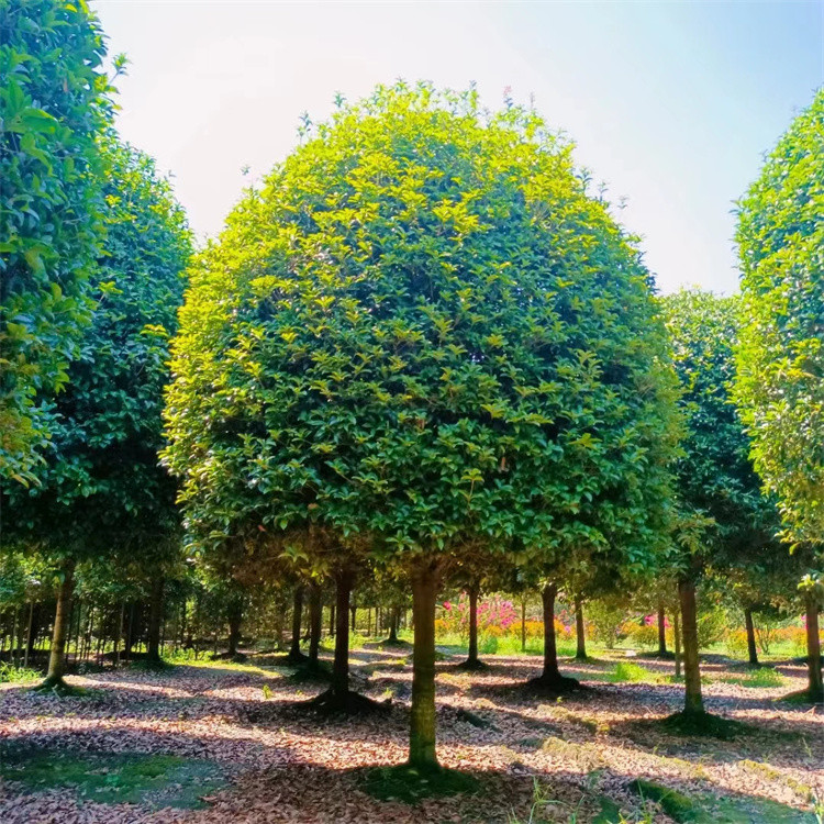 桂花树在园林绿化中有多受欢迎！