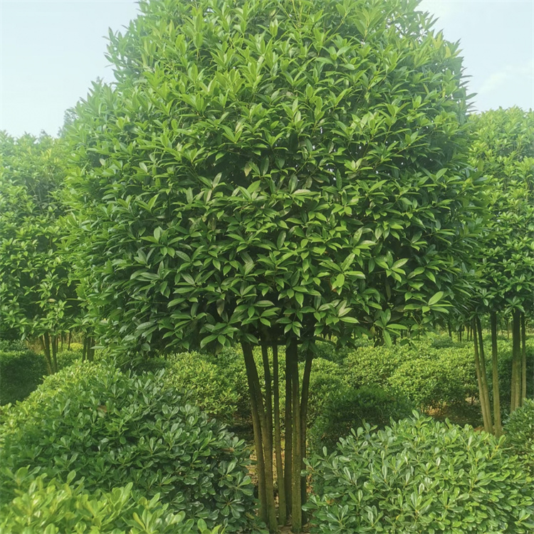 丛生桂花树高度3-5米